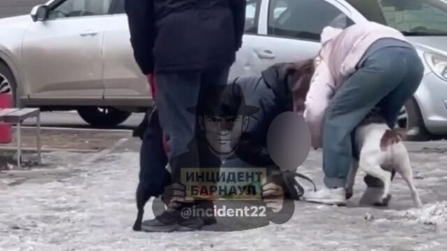 В Барнауле пес бойцовской породы без намордника напал на другую собаку у жилого дома - ИА Амител, 17.04.2026