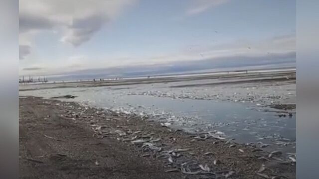 Жители Сахалина голыми руками собирают рыбу из-за селедочного апокалипсиса - ИА Амител, 19.04.2026