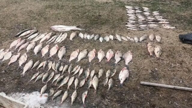 Трое барнаульцев попались на браконьерстве во время нереста - ИА Амител, 25.04.2026