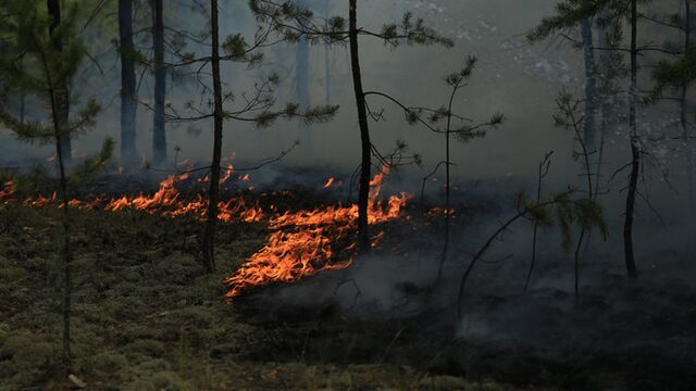 В Алтайском крае начал действовать особый противопожарный режим - ИА Амител, 25.04.2026