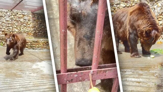 Россиян умилило видео со спасенным из тесной клетки медведем, резвящемся в новом доме - ИА Амител, 16.06.2026