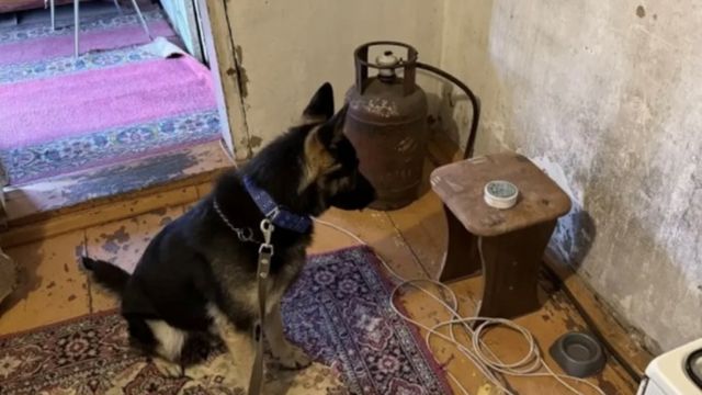 Крупную партию растительного наркотика изъяли у иностранца в Рубцовске - ИА Амител, 25.07.2026