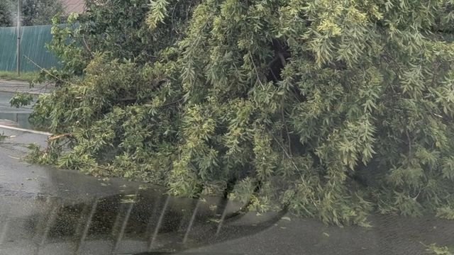 Ливневая буря повалила деревья и затопила улицы в Барнауле. Фото и видео - ИА Амител, 25.07.2026