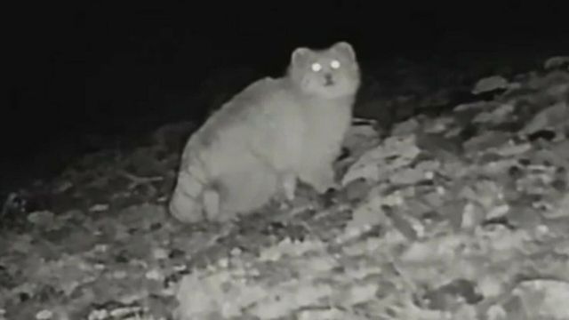 Ночную прогулку пушистого манула засняла фотоловушка на Алтае Ночную прогулку пушистого манула засняла фотоловушка на Алтае - ИА Амител, 14.08.2026