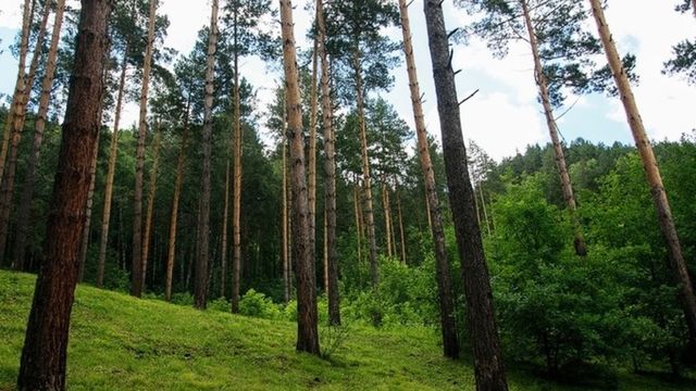 В алтайском селе, где медведь загрыз туристку, ввели комендантский час и запретили палатки - ИА Амител, 19.08.2026