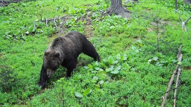 Эксперт раскрыл, почему нельзя притворяться мертвым при встрече с медведем - ИА Амител, 20.08.2026