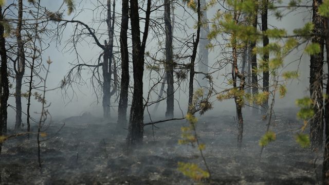 В Алтайском крае продлили штормпрогноз по пожароопасности - ИА Амител, 23.08.2026