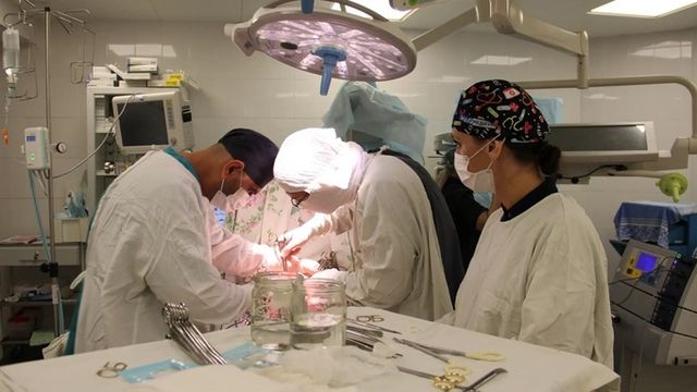 В Барнауле онкологи удалили пациенту гигантскую опухоль желудка - ИА Амител, 24.08.2026