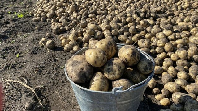 Сибирякам назвали лучшее время копать картошку в аномально жарком 2026 году - ИА Амител, 28.08.2026