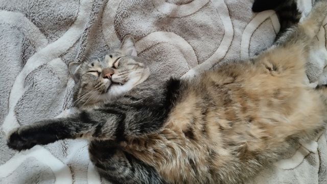 Спасатели провели "ювелирную операцию" по освобождению кота в Новосибирске - ИА Амител, 30.08.2026