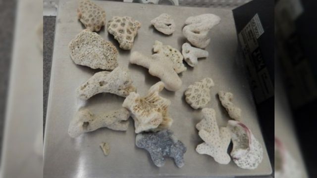 У прилетевшего из Вьетнама барнаульца изъяли 17 кораллов - ИА Амител, 09.09.2026