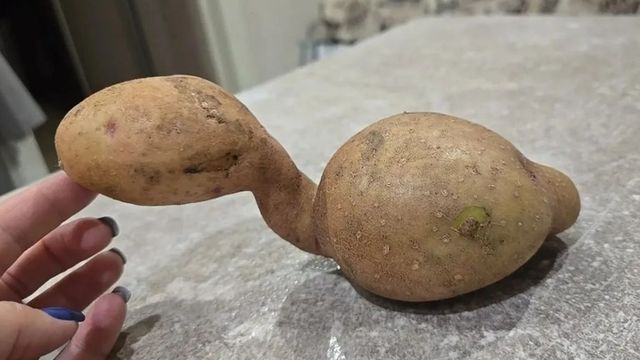 Килограммовые помидоры и "живая" картошка. Жители Алтая хвастаются необычным урожаем - ИА Амител, 13.09.2026