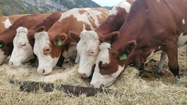 В Алтайском крае выявили вспышку опасной болезни скота и ввели карантин - ИА Амител, 24.09.2026