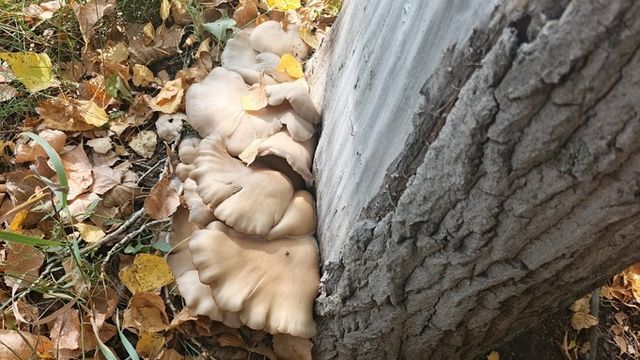 Грибной сезон продолжается. Что находят в лесах Алтайского края в октябре - ИА Амител, 04.10.2026