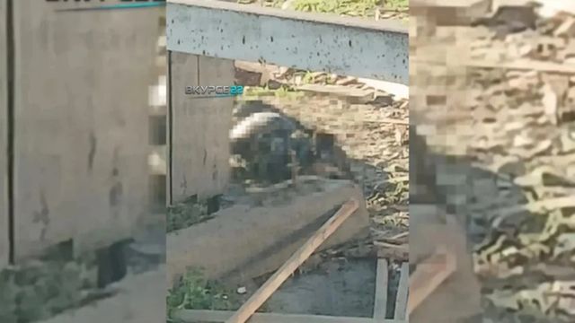 Пес, которого оставили умирать в мешке в Барнауле, находится в коме и борется за жизнь - ИА Амител, 08.10.2026