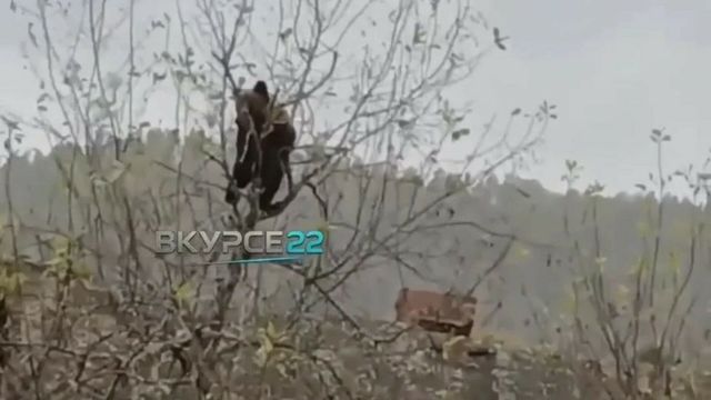 Медвежонок залез на яблоню и разорил ее на Алтае - ИА Амител, 14.10.2026