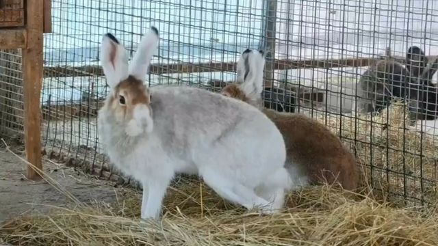 В барнаульском зоопарке показали, как зайцы-беляки меняют "шубку" к зиме - ИА Амител, 14.10.2026