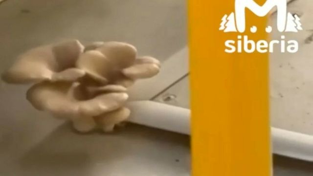 Грибы выросли под сидением в новосибирском автобусе - ИА Амител, 14.10.2026