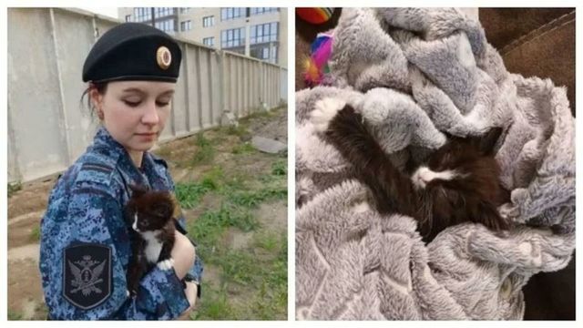 Судебный пристав из Алтайского края нашла бездомному котенку новый дом Судебный пристав из Алтайского края нашла бездомному котенку новый дом - ИА Амител, 15.10.2026