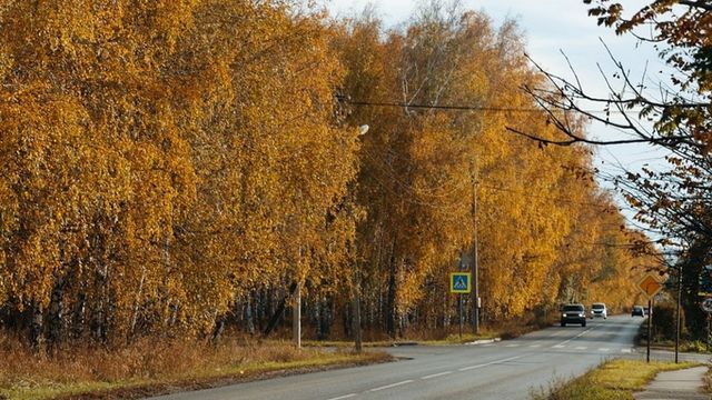 Золото октября. Как осень преобразила березовую рощу на окраине Барнаула - ИА Амител, 16.10.2026