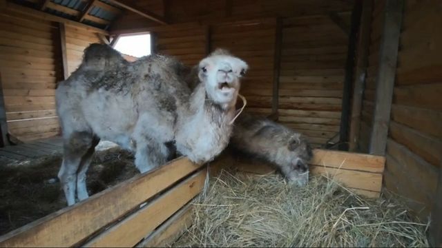 В барнаульском зоопарке поселились два пушистых верблюжонка - ИА Амител, 17.10.2026