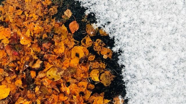 До -4. Какую погоду ждать в Алтайском крае 24 октября - ИА Амител, 24.10.2026