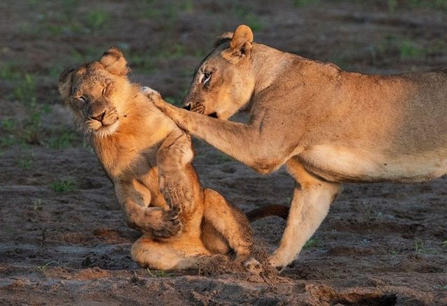 Самые смешные фото животных на конкурсе Nikon Comedy Wildlife Photography Awards 2026 Самые смешные фото животных на конкурсе Nikon Comedy Wildlife Photography Awards 2026 - Центральный округ Краснодара, 10.10.2026