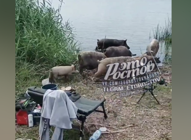 На Дону свиньи съели всю прикормку для рыбы - ДОН24, 21.06.2025
