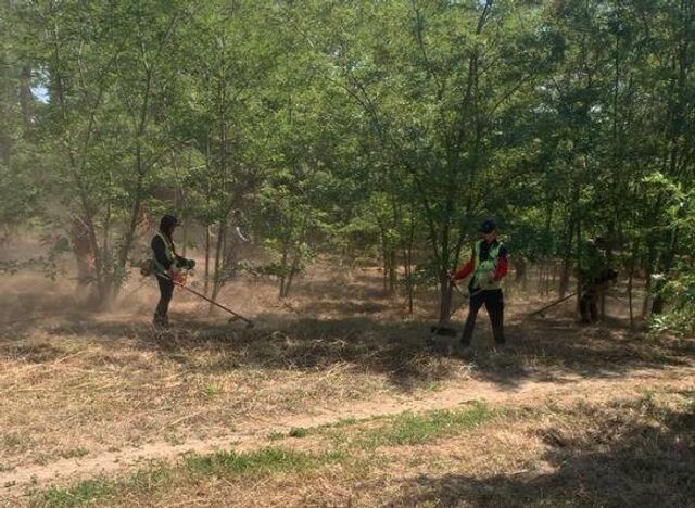 В Ростове ввели новые правила покоса амброзии и других вредных сорняков - ДОН24, 02.08.2025