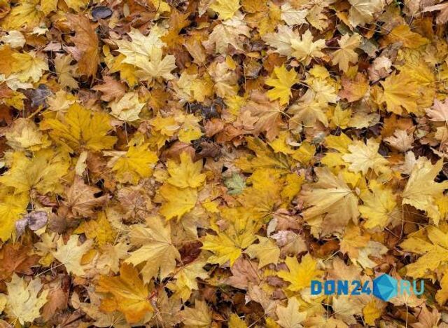 ИИ-синоптик: В Ростове ожидается солнечная погода с прохладным ветром - ДОН24, 03.11.2025