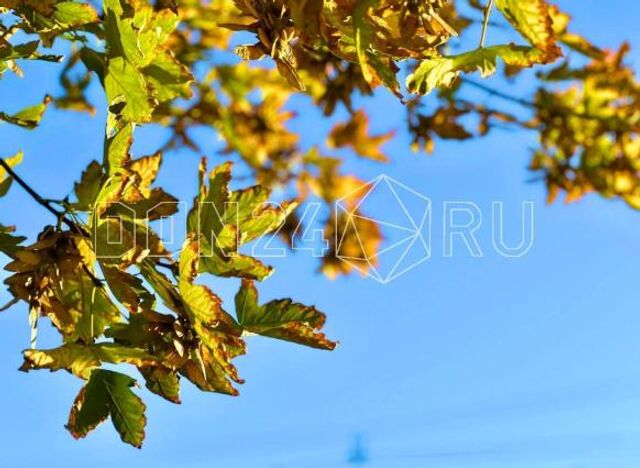 ИИ-синоптик: В Ростове прохладный, влажный воздух, осадки не ожидаются - ДОН24, 08.11.2025