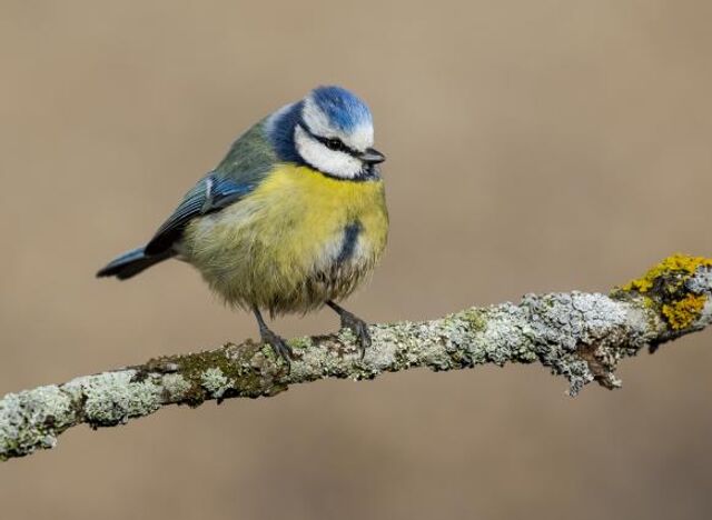 Сытая синица отблагодарит добром и убережет дом от бед: приметы на 12 ноября Сытая синица отблагодарит добром и убережет дом от бед: приметы на 12 ноября - ДОН24, 11.11.2025
