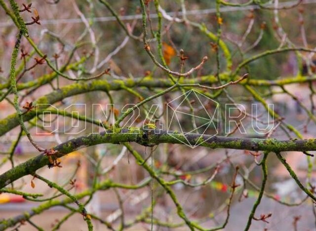 ИИ-синоптик: В Ростове облачно и без осадков - ДОН24, 17.11.2025