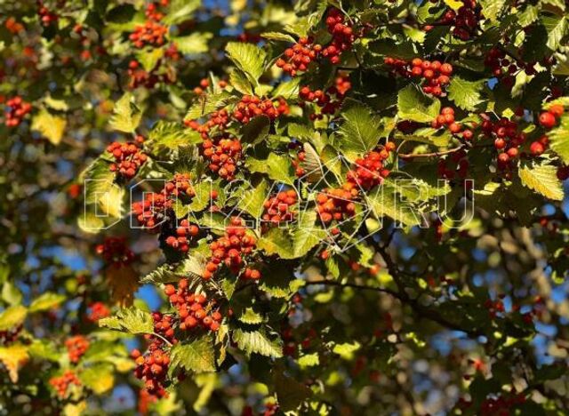 ИИ-синоптик: В Ростове очень тепло, умеренный ветер ИИ-синоптик: В Ростове очень тепло, умеренный ветер - ДОН24, 18.11.2025