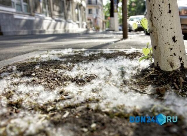 «Тополиный пух» засыпал Ростов в ноябре - ДОН24, 19.11.2025