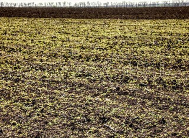 Из-за изменения климата в Ростовской области может появиться ядовитая ящеричная змея - ДОН24, 19.11.2025