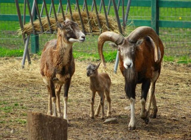 В Ростовском зоопарке у муфлонов родился малыш - ДОН24, 17.04.2026