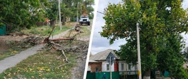 Дерево упало на ЛЭП в станице Кривянской Дерево упало на ЛЭП в станице Кривянской - ДОН24, 17.09.2026
