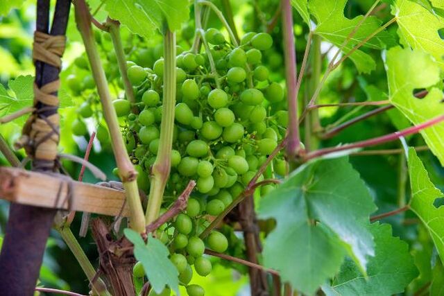 В Челябинскую область не пустили более 20 тонн импортного винограда - Южноуральская панорама, 06.11.2025