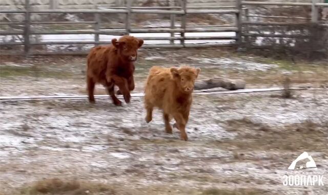 В челябинском зоопарке поселились «шерстяные» коровы - Южноуральская панорама, 06.11.2025