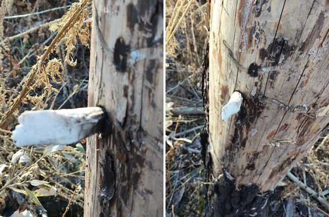 В Джабык-Карагайском бору обнаружили редкую находку - Южноуральская панорама, 07.11.2025