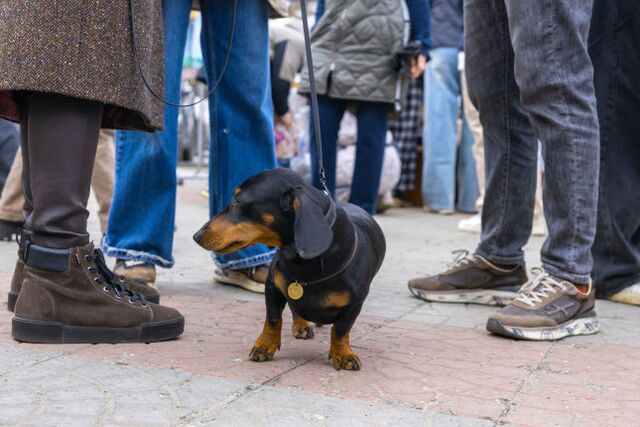 Жителей Челябинской области обяжут регистрировать кошек и собак - Южноуральская панорама, 07.11.2025