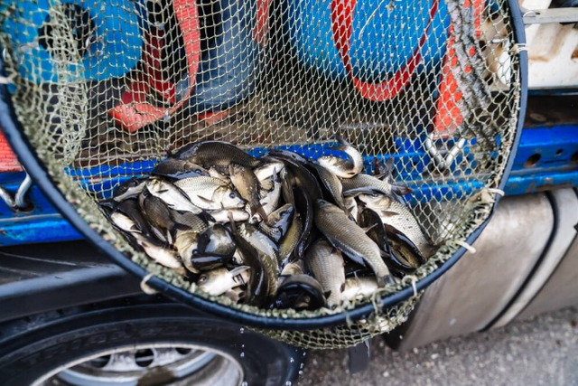 Металлурги продолжают зарыблять Магнитогорское водохранилище - Южноуральская панорама, 07.11.2025