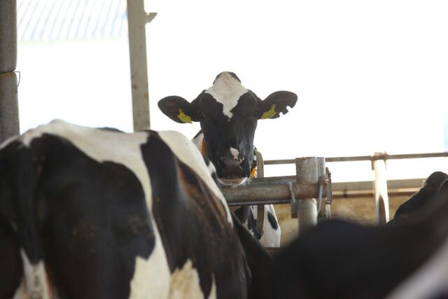 В хозяйствах Южного Урала не проверяли молоко на безопасность - Южноуральская панорама, 20.04.2026