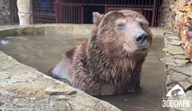 Медведь Степан обзавелся собственным каналом в соцсетях - Южноуральская панорама, 20.04.2026