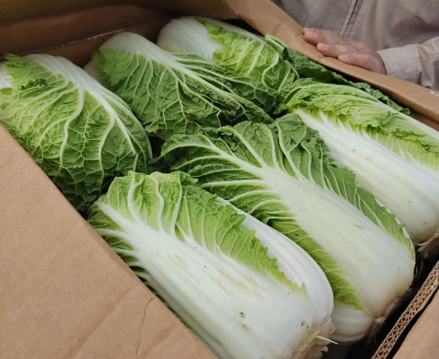 В Челябинске нашли зараженную капусту из Узбекистана - Южноуральская панорама, 24.04.2026