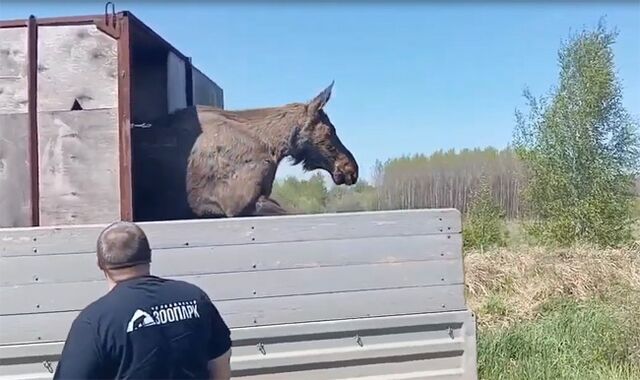 В центре Челябинска заметили лосиху - Южноуральская панорама, 15.05.2026
