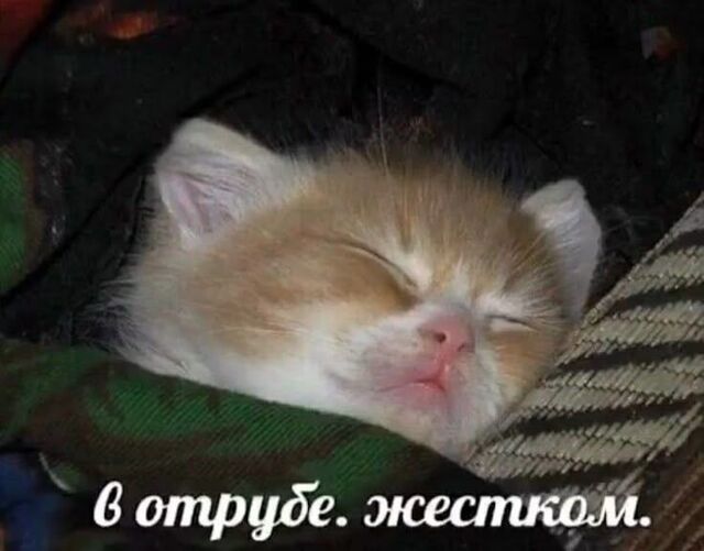 Разрешено ли спать на работе по Трудовому кодексу? Россиянам рассказали когда за сон могут уволить - PrimaMedia.ru | Новости Приморского края, 19.11.2025