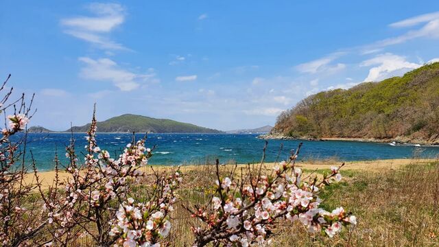 В Приморском крае леопард наблюдал за людьми у дороги - Восток-Медиа, 19.07.2023