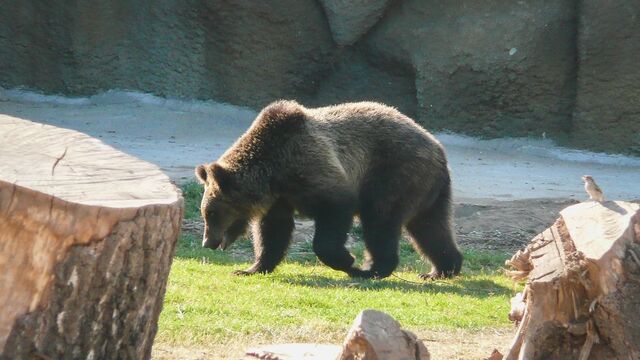 Очень много следов: медведь бродит возле села в Приморье - Восток-Медиа, 03.10.2023